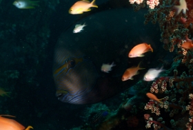 Bali 2016 - Yellowmask surgeonfish  - Chirurgien a queue blanche - Acanthurus mata - IMG_5801_rc
